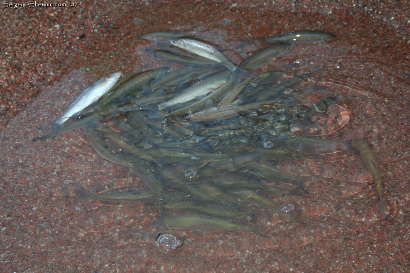 Иссык-Кульский чебачок (Leuciscus bergi).