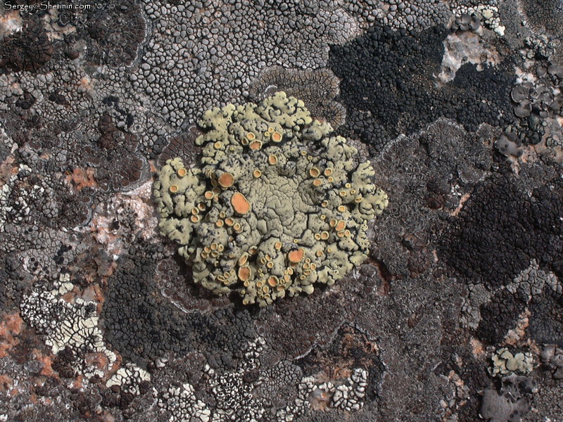 Lichen on the stone