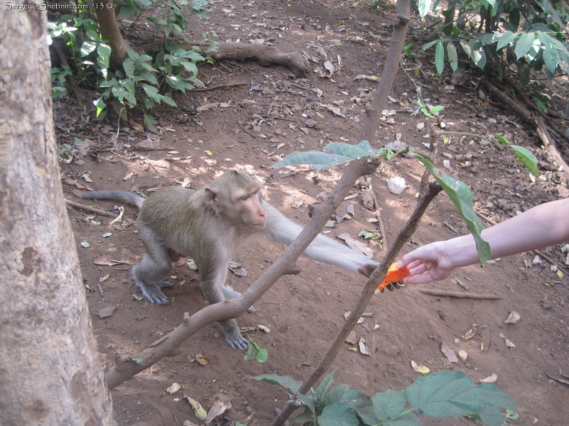 The monkey taking papaya. Monkey Temple Thailand