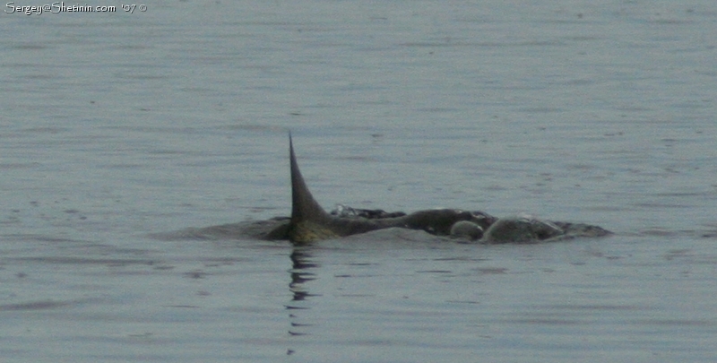 Tail of Grass Carp Kokuikul Lake fishing. Kirgizia.