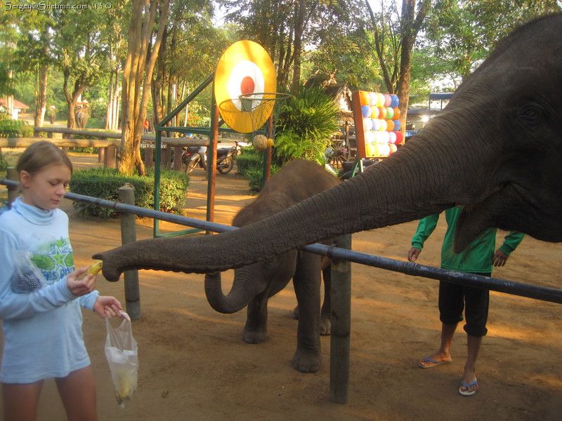 Elephant show. Feeding them