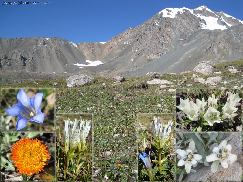 Flowers in the camping under Ala-Kul pass