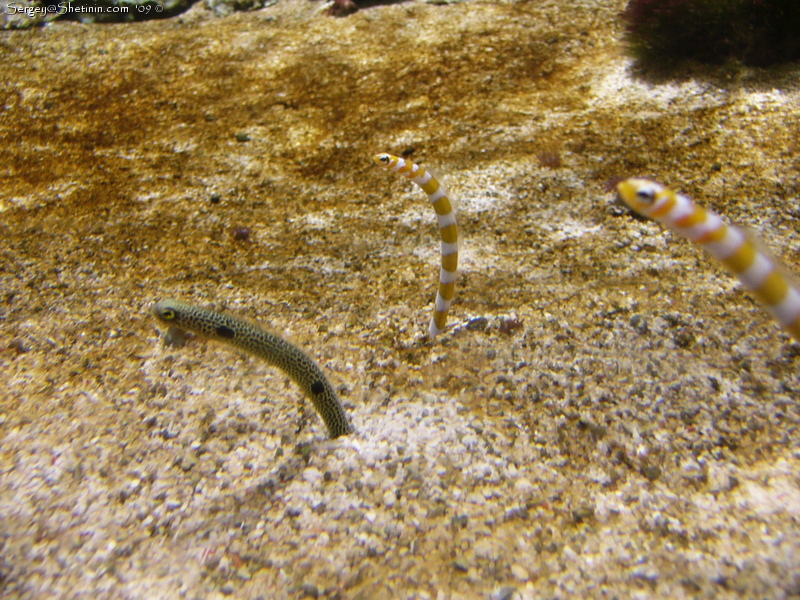 Рыбки? Червячки? Угри? Garden Eel в Лондонском Аквариуме.