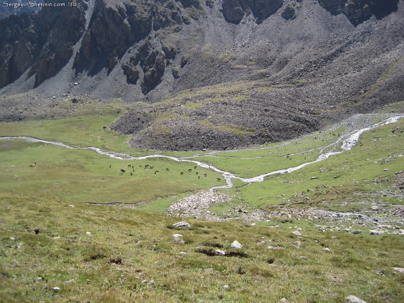 Horses are on the meadow near Ala-Kul pass