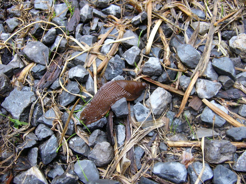 Slug (snail). After the rain.