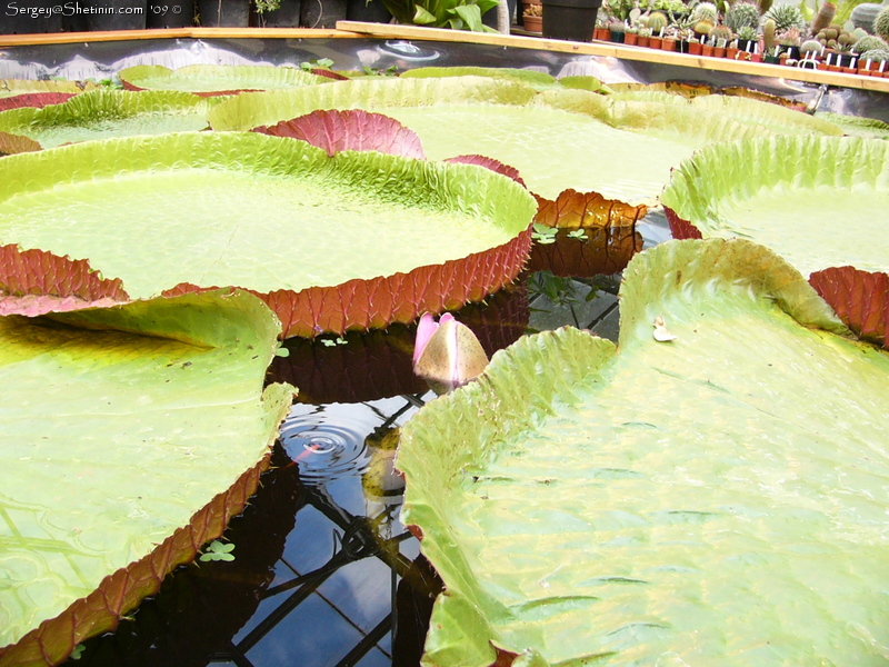 Самая большая кувшинка - Виктория регия (амазонская). Цветок и листья в Даремском ботаническом саду