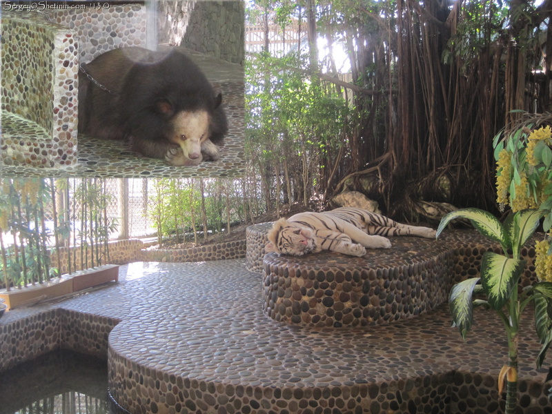 Animals for photos. Pattaya. Thailand
