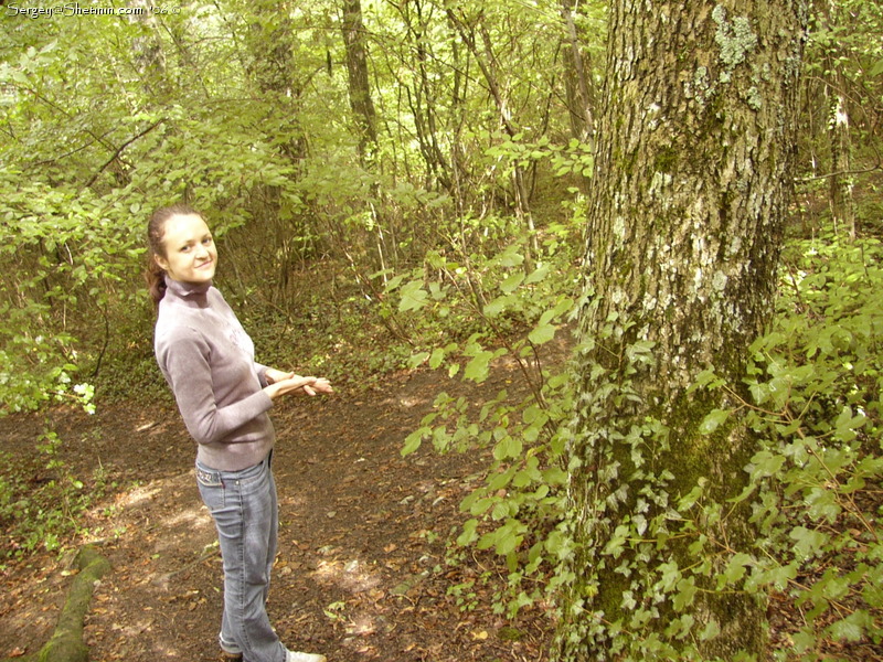 Belgium. Forest. Tree.