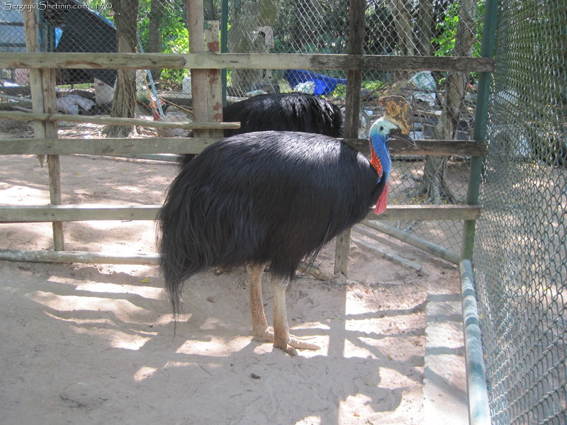 Cassowary bird - dinosaurus descendant. Pattaya