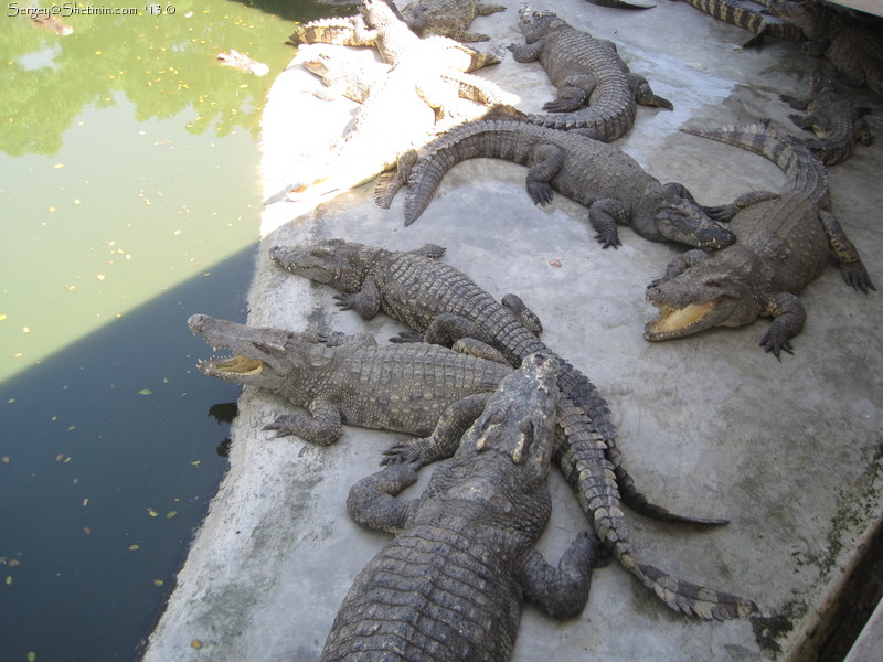 Crocodile farm. Pattaya
