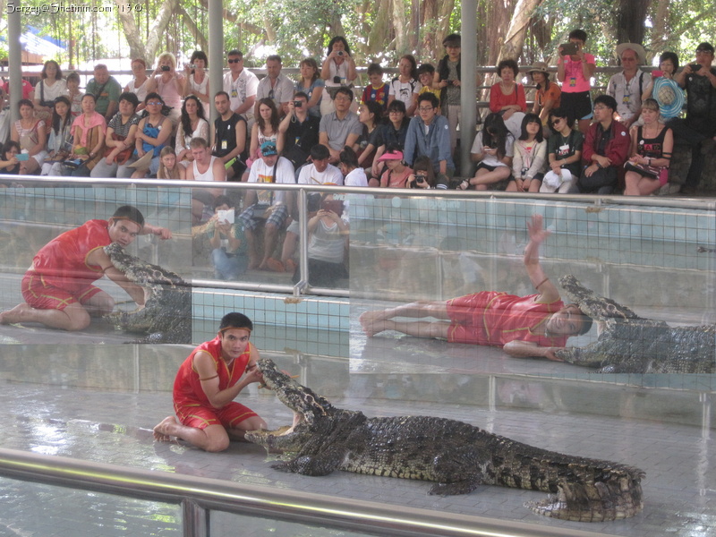 Crocodile show. Pattaya