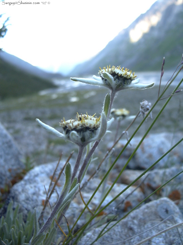 Эдельвейсы в Каракольском ущелье. Цветок Эдельвейс - гордость альпийских лугов.