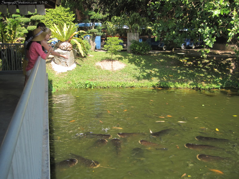 Feeding fish in the zoo