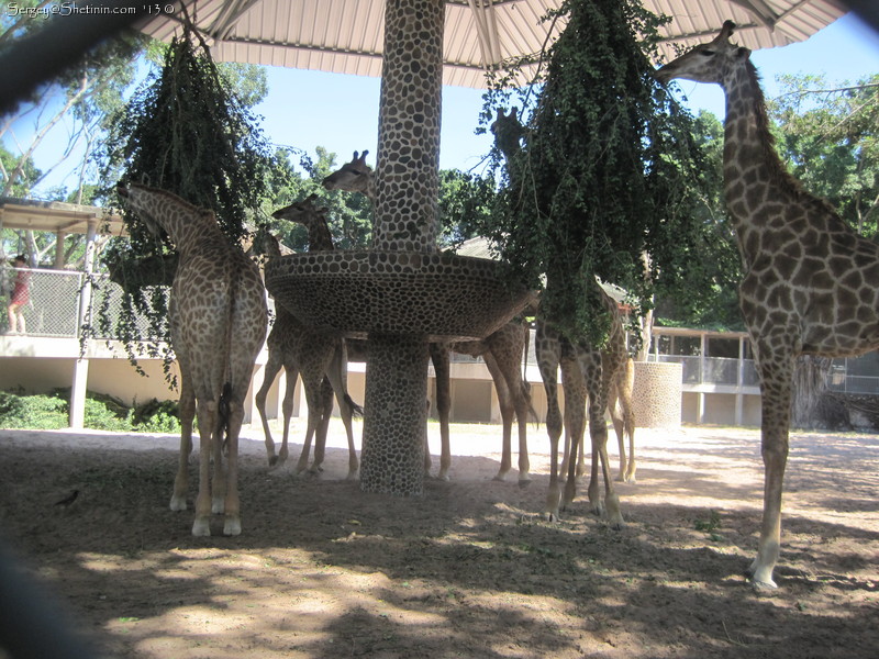 Giraffes in the zoo. Pattaya