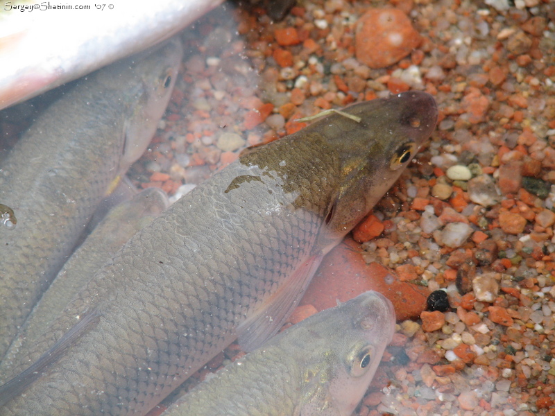 Issyk-Kul dace / chebachok (Leuciscus bergi). Close-up