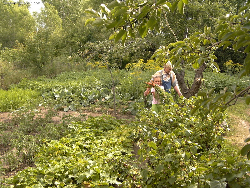 Carrots harvest