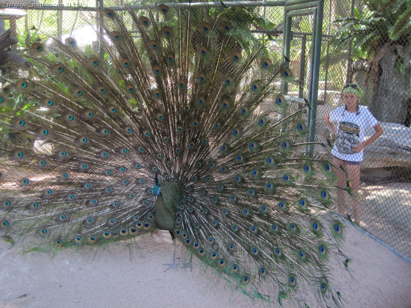 Peacock in the zoo. Pattaya