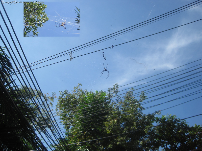 Wire jungles and huge spider. Samed Island, Thailand