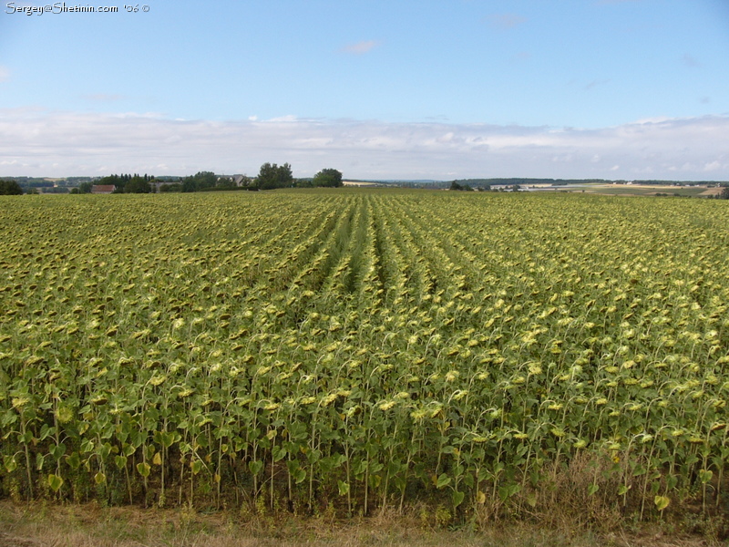 France. Sunflower field.
