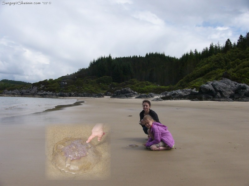 Медузы на берегу.