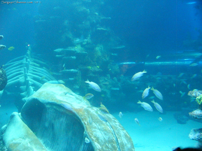Останки кита, Лондонский аквариум.