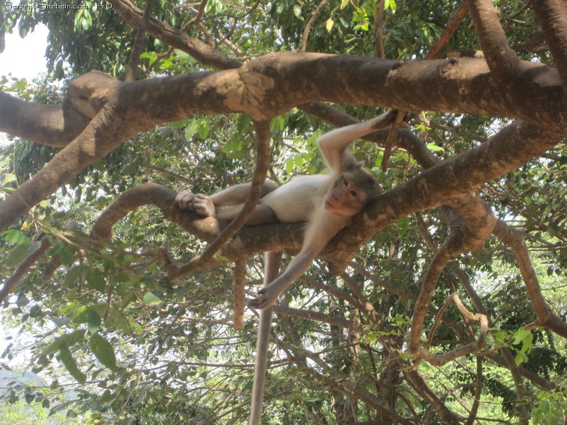 The relaxing on the tree. Monkey. Thai
