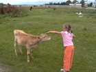 The meeting of Lyuba and bull-calf on the meadow. The animal was more brave than Lyuba.