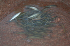 Вот такая это рыба - Иссык-Кульский чебачок (Leuciscus bergi крупный план). Вкуснейшая рыба в любом виде, хоть в вяленом, хоть в жареном, вареном или соленом. До 70-х гг Иссык-Кульский чебачок доминировал в озере Иссык-Куль. Отдельные экземпляры достигают размеров 16.5 см., веса 60 гр. Максимальная глубина ловли рыбы иногда достигала более 100 м. В последние годы, однако, популяция данного вида резко сократилась благодаря, в основном. браконьерству, а не выросшей популяции судака, как многие официальные источники говорят. Иссык-Кульский чебачок очень похож на другой, более крупный вид - Иссык-Кульский чебак (иногда называемый "ситной чебак"), который обитает на большей глубине и достигает более внушительных размеров.