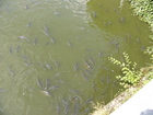 So many carps are there. They are looking like a pigeons in the big cities. When they see a man they are oing to him to ask smth to eat :-)