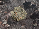 Камни, скалы, булыжники Каракольского ущелья покрыты разноцветными лишайниками. На фото, скорее всего, накипной лишайник. Лишайники (Lichenes) — симбиотические ассоциации микроскопических грибов и зеленых микроводорослей и/или цианобактерий, образующие слоевища (талломы) определенной структуры.