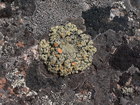 Almost all stones and rocks of Karakol valley are covered with lichens of different colours. At photo, I guess, is crustose lichens.