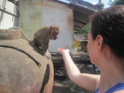 We also bought a nuts, which were also favourite dish for monkeys. The have a special face cheek pouch where they can keep the food they don't need right now - that was fun.