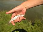 The lucky bargee of the day was Ruslan - nobody but him could cacth any fish this day. At one moment we found excited Ruslan coming to us with some fish in his hand. He caught an 'osman' - widespread fish of all rivers around Issyk-Kul Lake.
The indigenous scaleless osman (Dyptichus dybowskii) appears in two forms: D. dybowskii in rivers and a subspecies D.d. lansdelli in the lake. The subspecies appears in a winter lake form and a summer migratory form which spawns in rivers. The winter form spawns from February to April and its fecundity is 13,000-14,500. The summer form is smaller, has a fecundity of 5,500-12,000, and spawns from April until September. Both forms are omnivorous. Until the 1970s, scaleless osman was common and the major component of capture fisheries.