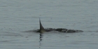 Azatbek, while he was sitting at the shore, got a crazy shot of Grass Carp tail. At the time of our fishing at the lake Kokui-Kul we noticed strange things appeared from the water now here, now there. Later we found that while Grass Carp fish was feeding it moved fins or tail above the water.