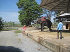 Zhanna found one elephant standing apart from the main group and went to him to give a couple of bananas.