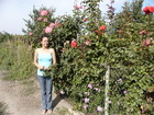 The beautiful roses are in the garden of my mother-in-law in the SMU which is at the shore of Issyk-Kul.