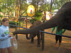 After swimming with elephants we went to small show. Elephants were dancing, playing basketball, twisting hoops. Then we gave them a few bananas.
