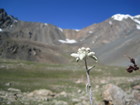 This romantic flower edelweiss is usual in Kyrgyzstan at altitude over 2800-3000 m. Our camping was surrounded with fields with different flowers and edelweisses were there also. Photo of Edelweiss on the background of Ala-Kul pass