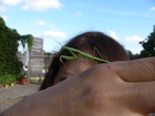 We have found a mantis in the garden - very fun insect.