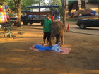 Затем нам предложили массаж тайский. Массажистами выступили слоны и слонята. Люба попробовала на себе массаж слоненка, а большие люди, которые были у нас в группе, почувствовали на себе ногу больших слонов. Слон знал сразу куда ему метиться.