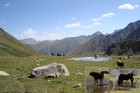 We had a short stop near small yellow lake. We thought this lake appeared after snow melting or after rains. But young cow demonstrated the real mission of this area - it'a toilet and water source for anyone who needs it.