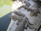 Here is the farm where crocodiles are growing. They were from small funny crocodile babies to huge alligators. That was possible to feed them with chicken meat but we didn't do that - they were looking full enough.