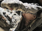 This is a crocodile's jaws just in front of us. Many of crocodiles were relaxing with opened jaws - this is done forself cooling in the hot weather.