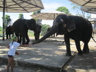 We found many elephants after watching giraffes. Mostly elephants are for doing riding of tourists here, but as we had such an experience during river Kwai excursion we decided just to walk between them and feed with bananas.