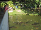 There was a pool there. First I heard a big noise from the water there - I thought there were crocodiles again, but when we came closer we found huge fishes. I think they were catfishes. We bought a small plate with fish food and went to feed these monsters.