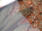 Close-up of our catch. That was an outstanding catch of the day. Some of neighbour fishermen came to us with surprising and asking about the secret. Azat took a great picture of Issyk-Kul chebachok (L. bergi)