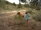 Lyuba found a foal having a rest near the road and decided to say hello to him more closely.