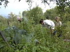 Zhanna, her father and Lyuba are collecting pea in the garden.