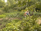 That was needed to collect carrots for the dinner and Lyuba helped my mother. At the photo you can see cucumber bed, then tomatos, cabbage and potatos beds.