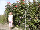 The roses are twice higher than Lyuba.
